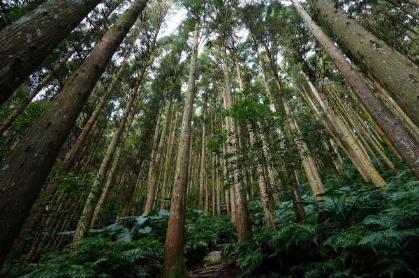 新竹 尖石 高台山、島田山2327033