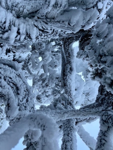 絕美銀白世界 玉山降下今年冬天「初雪」1236084