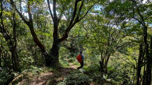 114.06.28內平林山-番子坑山-平湖森林遊樂區之O型2824260