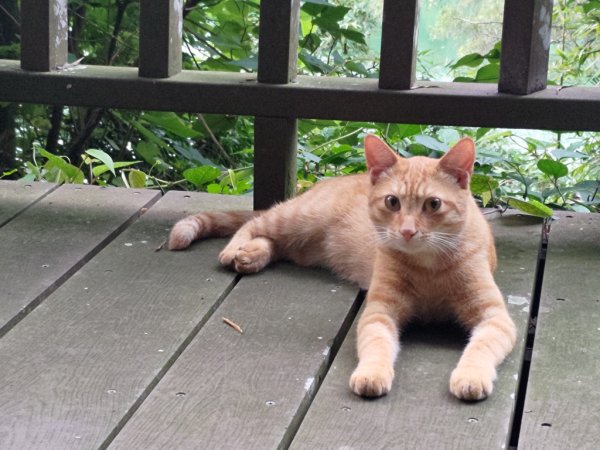 【新竹縣寶山鄉】寶山水庫環湖步道2833098