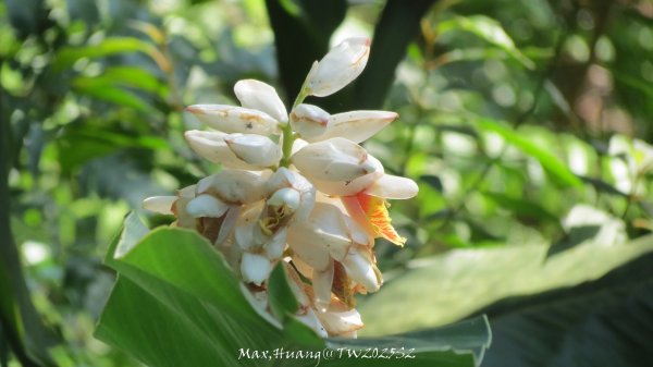 《苗栗》古道柳杉｜雲洞宮鳴鳳古道南長城步道登三湖山202505022777119