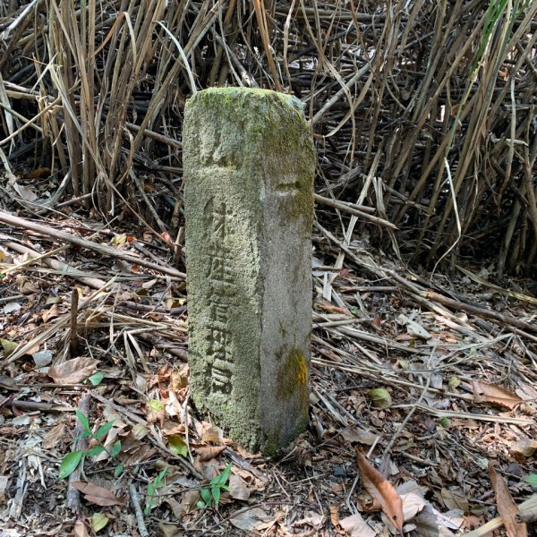 20240420高雄馬馬宇頓山-馬馬宇頓山西峰2487380