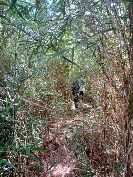 【台中和平】大雪山啞口觀景台步道2933096