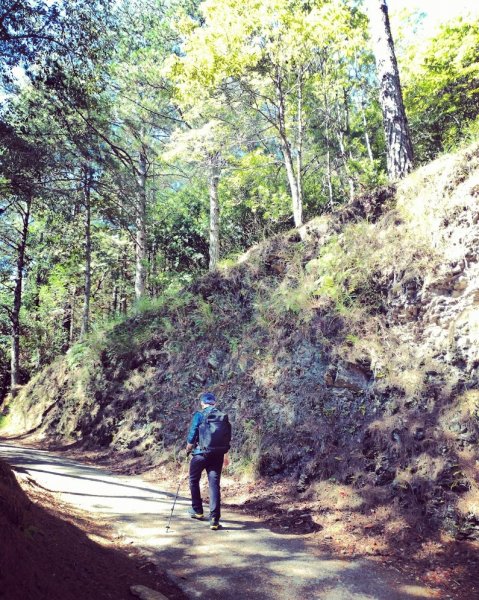 如童話般的森林步道-武陵桃山瀑布步道1190826