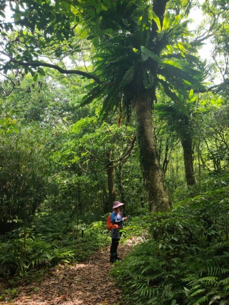 五分山 -小百岳收集起來，馬藍（大青）滿山遍野、桐花陪襯、群蝶紛飛、吸取花蜜1370245