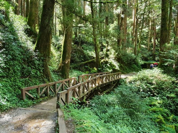 【阿里山】特富野古道1093711