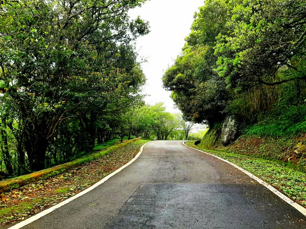 走遍陽明山：大屯山系｜青楓、中正山步道2085930