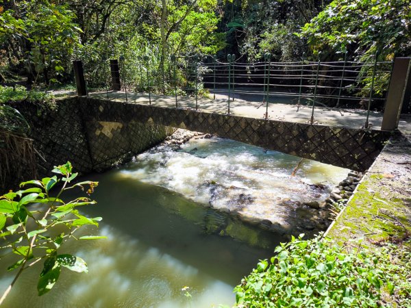 2024-08-22 澀水森林步道2578405