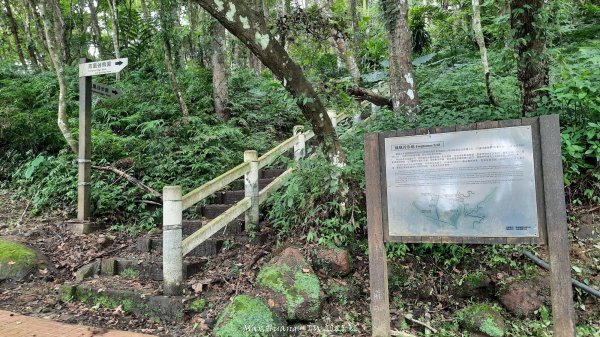 《南投》竹林茶園｜鳳凰谷步道環鳳凰山寺O繞202506222817506