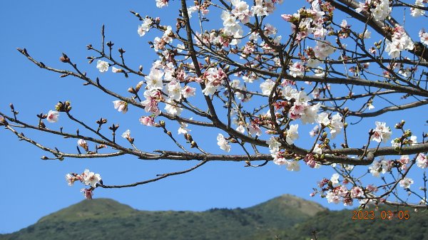 雲山水花鳥蝶 - 天龍國阿伯的日常 3/52053159