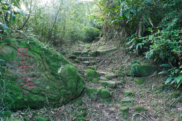 新北 貢寮 大石壁坑山、五酒桶山、龍崗山2980859