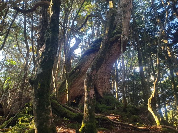 塔曼山玫瑰西魔山原路來回1560864