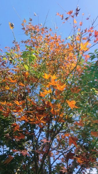 馬那邦山O走2370115