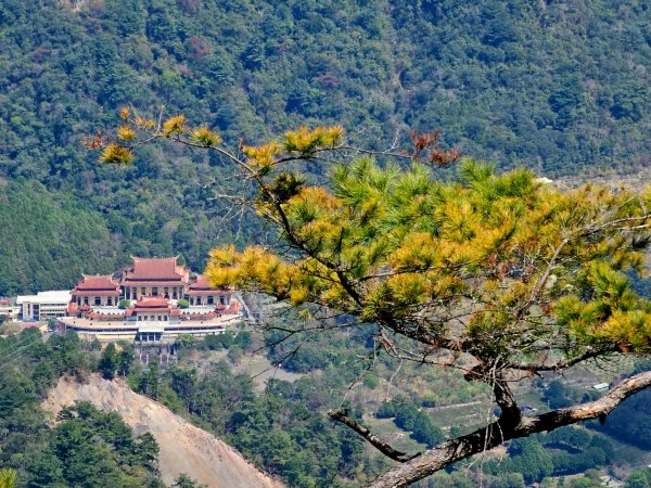 白毛山-谷關七雄(老六)3015226