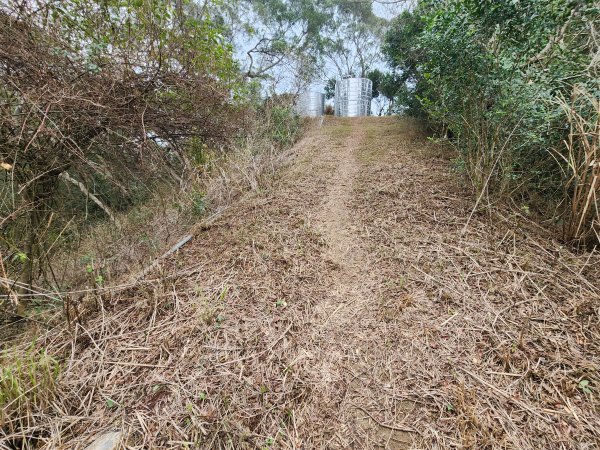 20260301濫坑山與鹿廚坑山3027257