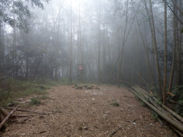 天氣多變大霧瀰漫的溪頭鳳凰山步道(小百岳#53)1494922