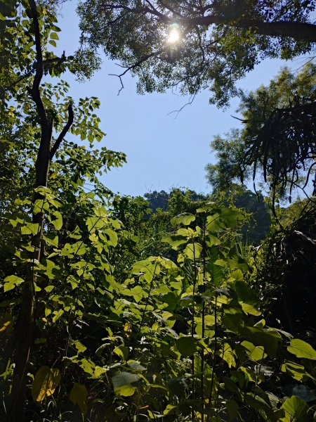 松柏嶺O形2908125