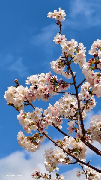 #中山樓 #陽明公園 #十八份 #吉野櫻 #墨染櫻 #青斑蝶 #青帶鳳蝶 #大紅蛺蝶 3/143014899