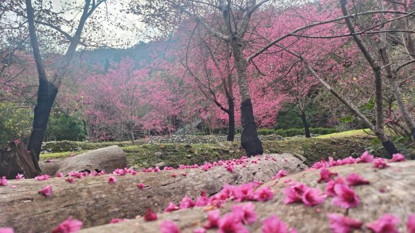 從一口名泉開始的療癒旅程　八仙山櫻花季限定體驗