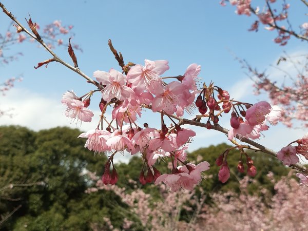 櫻花樹下的浪漫〡千櫻園876293