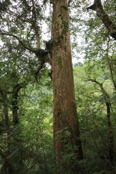 〔桃園復興〕拉拉山巨木，史詩級魔幻森林，75公頃紅檜 扁柏森林浴2237059