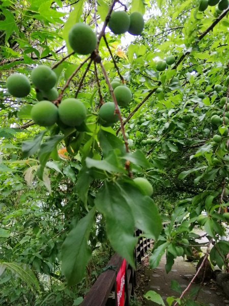 信義~悠然古道處處迷人八通關雲龍瀑布步道972815