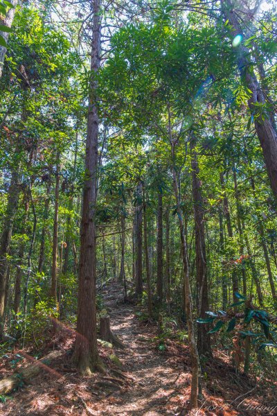 谷關七雄_唐麻丹山3015618