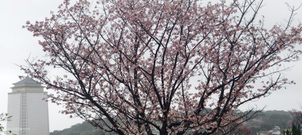 #中山樓 #陽明公園 #十八份 #吉野櫻 #墨染櫻（花葉同開） #山海觀馬場 #黃花風鈴木3011423