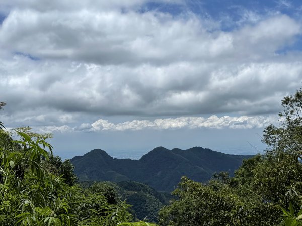 阿里山 奮瑞古道 202506282827165
