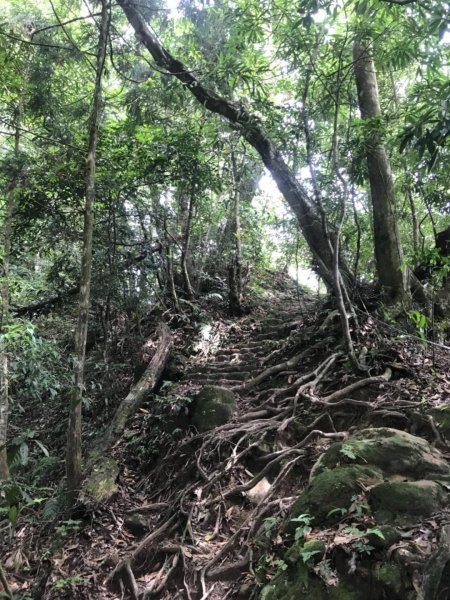 新竹五指山599754