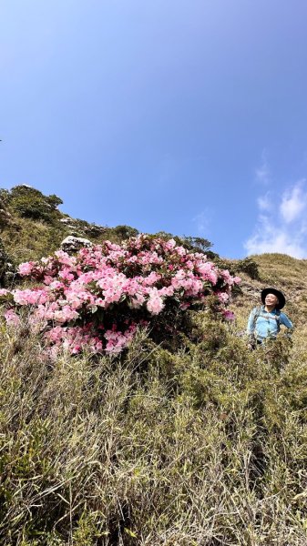 合歡東峰、小奇萊賞玉山杜鵑2542731