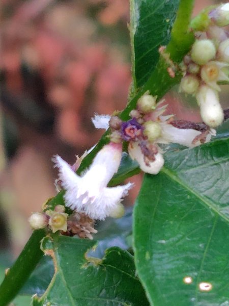 巒安堂、西巒大山2931640