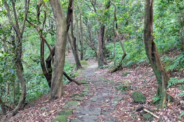 魚路古道北段406028