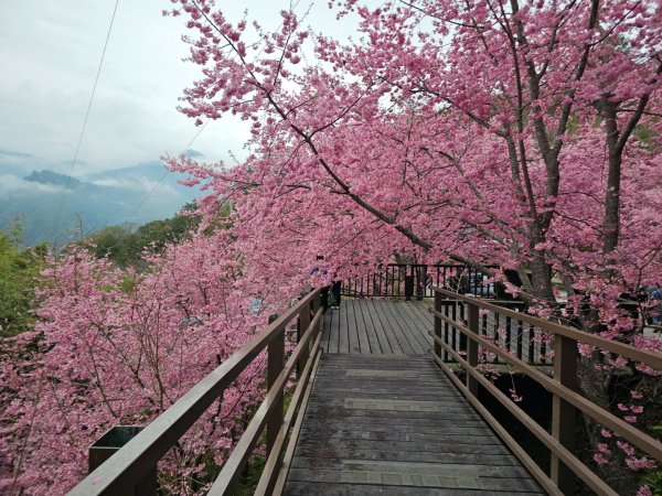 司馬庫斯神木群步道及櫻花季-(新竹)臺灣百大必訪步道3007819