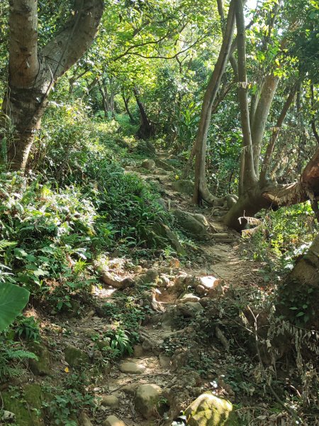 微笑山線：【大棟山系】百年大榕樹段2868478