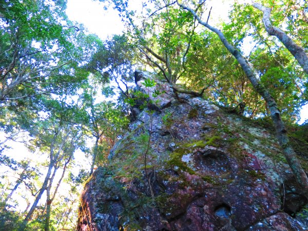 【新竹尖石】還記得北得拉曼山 這一季黃金山毛櫸的璀璨1183339