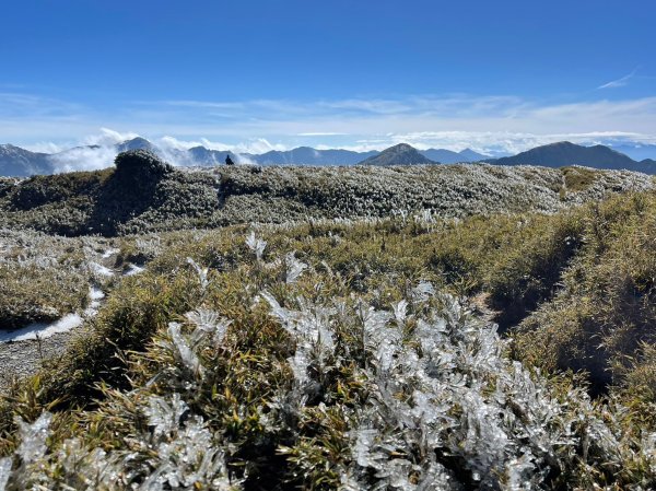 歡樂腳合歡北峰瑞雪2400956