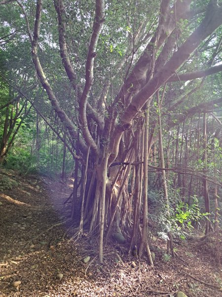 大肚環保公園登山步道202309102293390