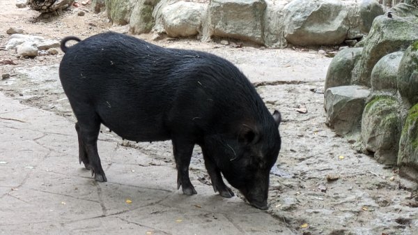 木柵動物園2322105