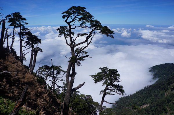 無與倫比的臺灣鐵杉與雲海～北大武山1125133