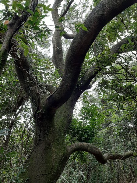 臺北大縱走4：聖人橋至大湖公園778045