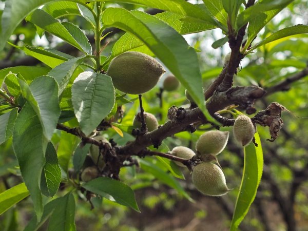谷關七熊馬崙山2748815