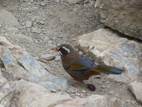 《南投》愛上山｜合歡山東峰2016061412176