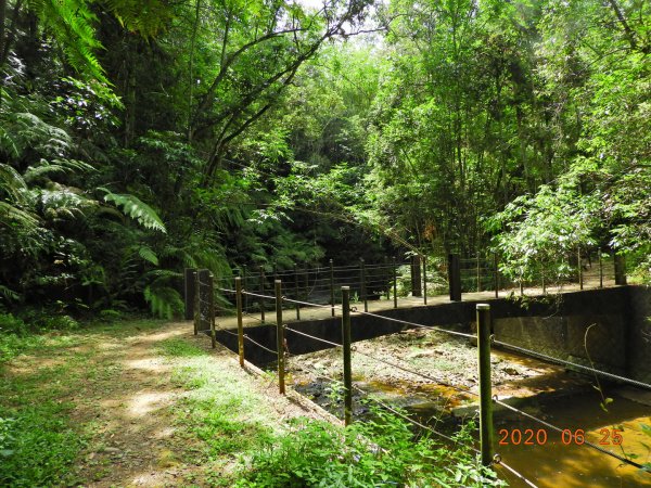 南投 魚池 澀水森林步道1012406