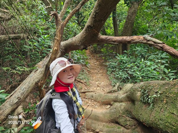 20251110竹北文山步道＆犁頭山稜線步道賞高鐵+大墩山柿園2934059