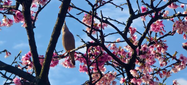 #栗尾椋鳥 #綠繡眼 #東湖樂活公園 #花園新城 #屈尺 #寒櫻 2/42992849