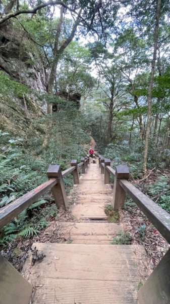 北得拉曼內鳥嘴山賞黃金山毛櫸、神木、雲海2647848