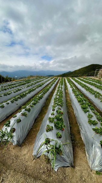 馬那邦山O走2370111