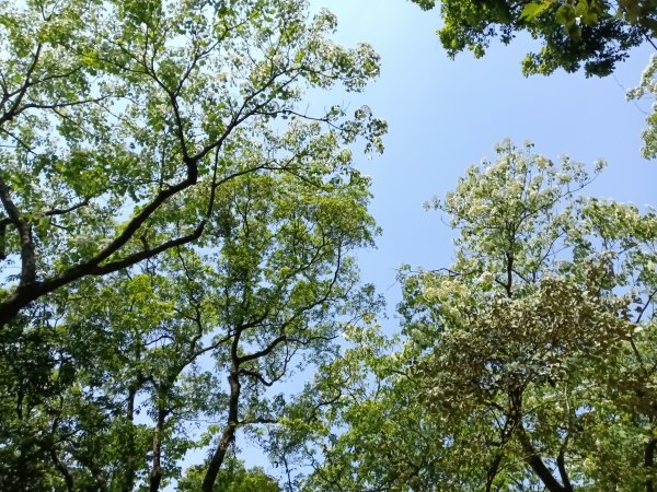 汐止區夢湖秘境桐花夢幻2773486