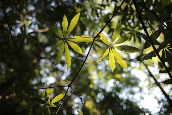 蓮包山：連走馬武督158599